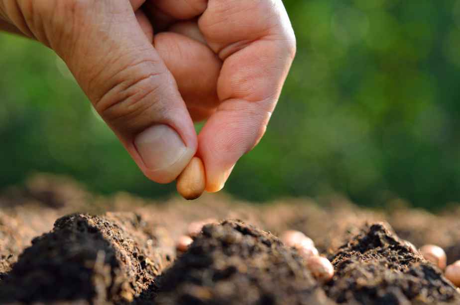 Planting New Plants -jaylopez