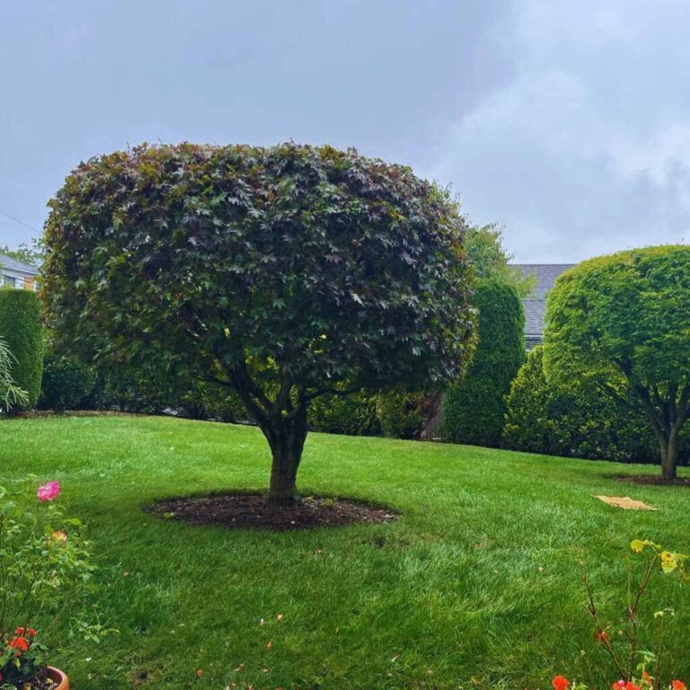 garden-maintenance-rye-brook